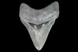 Serrated, Fossil Megalodon Tooth - Georgia #101510-1